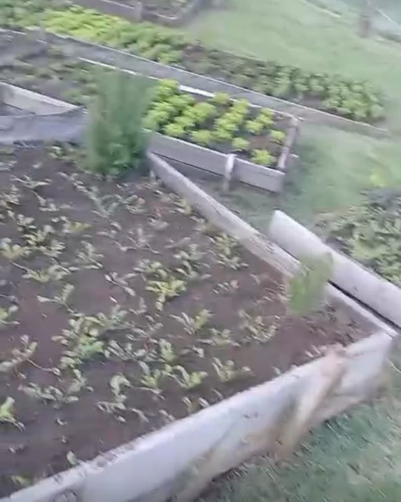 Jardinero en Bogotá busca empleo